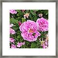 Bumble Bee And Pink Rose Framed Print