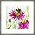 Bumble Bee In The Coneflowers Framed Print