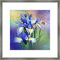 Bumble Bee On Blue Iris Framed Print