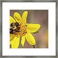 Bumble Bee On Daisy Framed Print