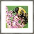 Bumble Bee Queen Framed Print
