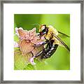 Bumble Bee Visit Framed Print