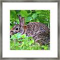 Bunny Profile Framed Print