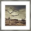 Burmis Tree Framed Print