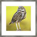 Burrowing Owl. Framed Print