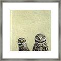 Burrowing Owls Framed Print