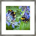 Busy Bees Framed Print