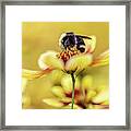 Busy Bumblebee Framed Print