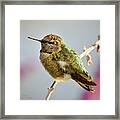 Busy Hummingbird Takes A Rest Framed Print