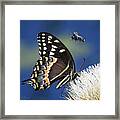 Butterfly And Bee #1068 Framed Print