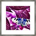 Butterfly Framed Print