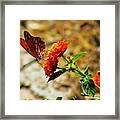 Butterfly Carnation Framed Print