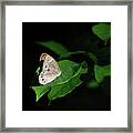 Eyed-brown Butterfly Framed Print