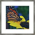 Butterfly Flower Framed Print