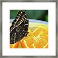 Butterfly Haven Citrus Framed Print
