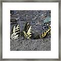 Butterfly Nation Swallowtail Butterflies Ii Framed Print