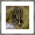 Butterfly On Thistle Framed Print