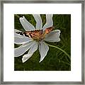 Butterfly On White Flower Framed Print