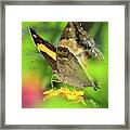 Butterfly On Yellow Flower Framed Print