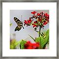 Butterfly Red 48x Framed Print