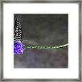 Butterfly - Tailed Jay Ii Framed Print