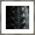 Cactus 9536 Framed Print