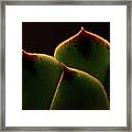 Cactus 9609 Framed Print