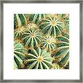 Cactus Nation Framed Print