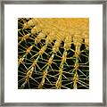 Cactus Framed Print