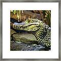 Caiman Framed Print