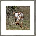 Calf On The Run - Rosebud Framed Print