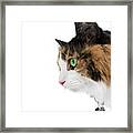 Calico Joy Framed Print