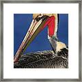 California Brown Pelican Focus Framed Print