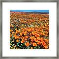 California Poppies Desert Dandelions California Framed Print