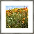 California Poppy Fields Framed Print