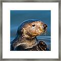 California Sea Otter Framed Print