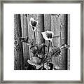 Calla Lilies Black And White Framed Print