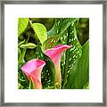 Calla Lilies Framed Print