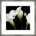 Calla Lillies X 3 Framed Print