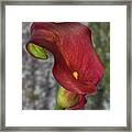 Calla Lily In The Woods Framed Print