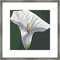 Calla Lily Framed Print