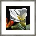 Calla Lily Framed Print