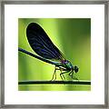 Calopteryx Virgo - The Beautiful Demoiselle Framed Print