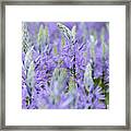 Camassia Flowers Framed Print