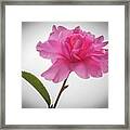 Camellia 3 Framed Print
