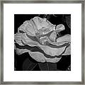 Camellia In Black And White Framed Print