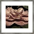 Camellia In Light Gold Framed Print