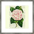 Camellia Japonica Flower Art Framed Print