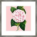 Camellia Japonica Framed Print