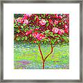 Camellia Passion Framed Print